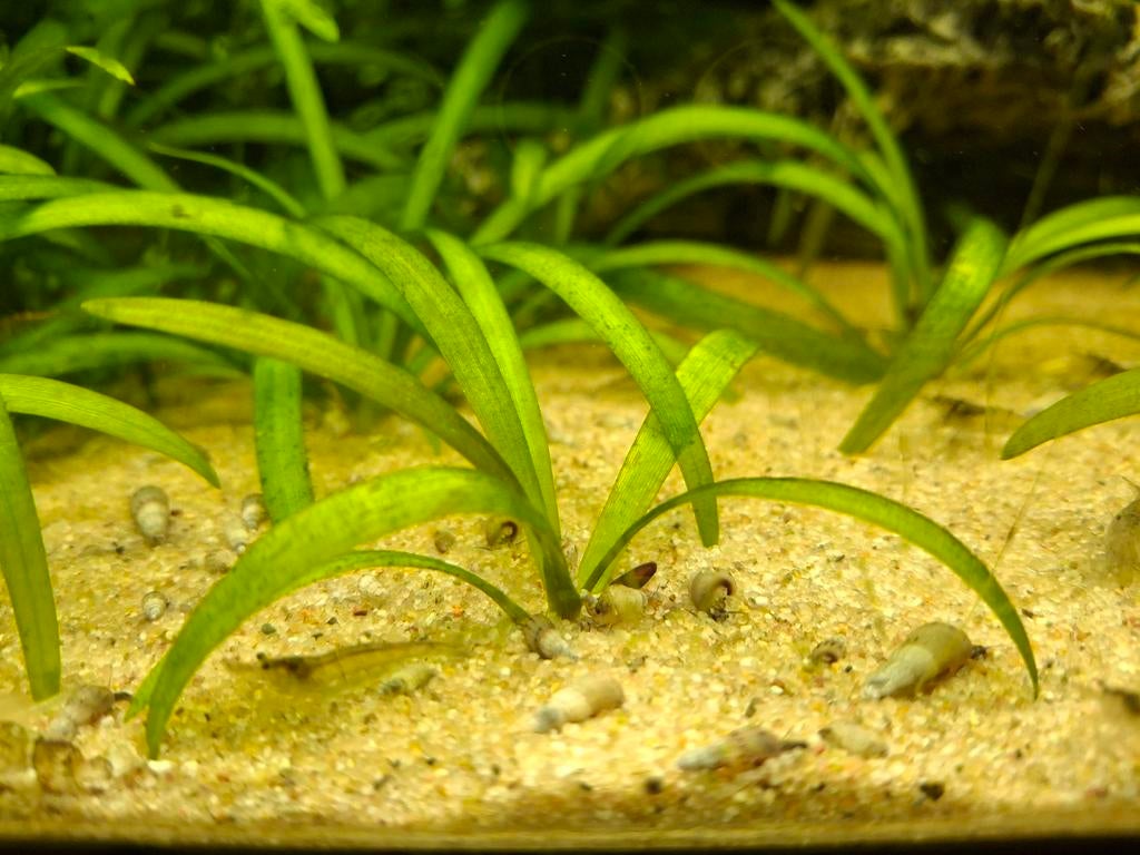Mooie Torenslakken. 10st voor 1,50 euro, Dieren en Toebehoren, Vis