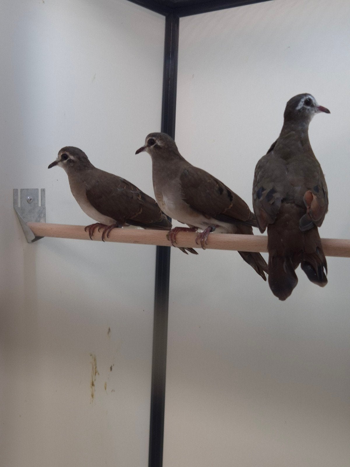 4-4 Tamboerijn duif, Dieren en Toebehoren, Meerdere dieren, Tropenvogel, Geringd