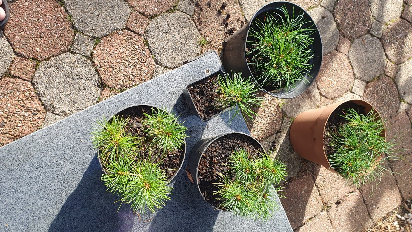 Bonsai materiaal, Japanse witte den, Pinus Parv. Tempelhof, Ophalen, Overige soorten, Halfschaduw
