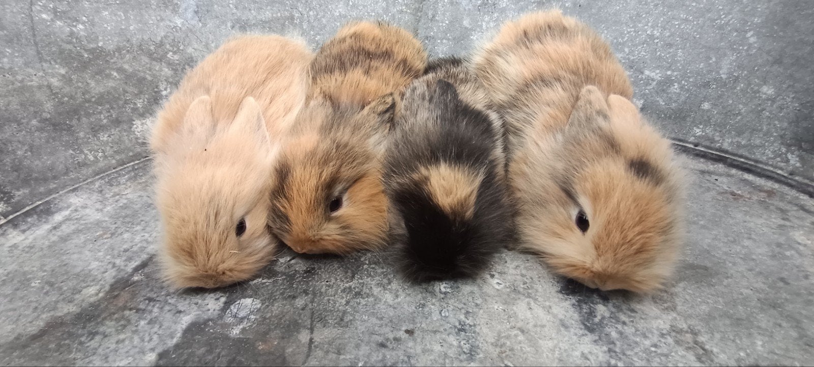 Jonge konijnen (rammelaars), Dieren en Toebehoren, Konijnen, Mannelijk, Middelgroot, Hangoor, 0 tot 2 jaar