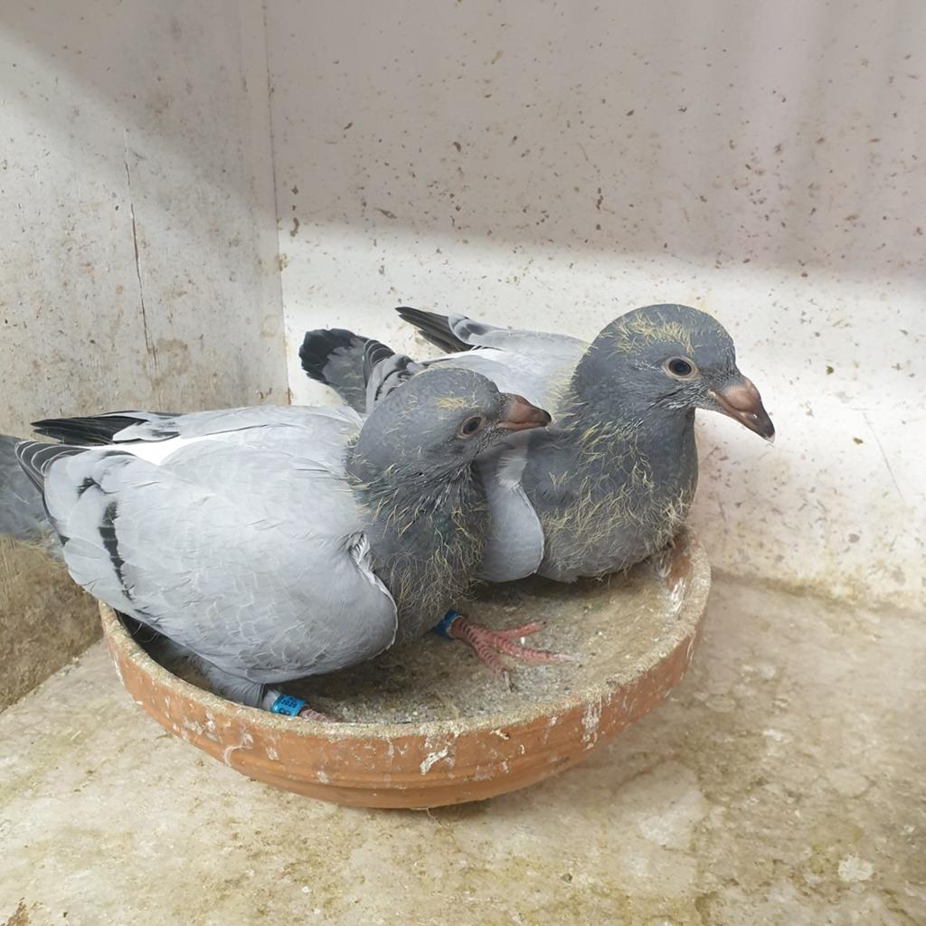 2 JONGE POSTDUIVEN BEUTE & HANSEN TOP TOP !, Dieren en Toebehoren, Vogels | Duiven, Meerdere dieren, Postduif