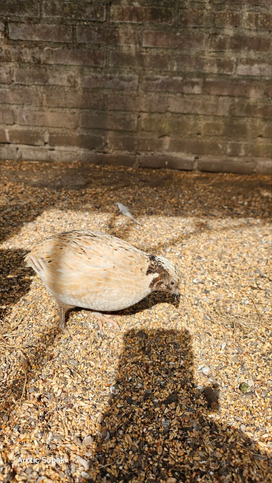 Gezocht, Japanse kwartel hennen, Dieren en Toebehoren, Pluimvee, Vrouwelijk, Overige soorten