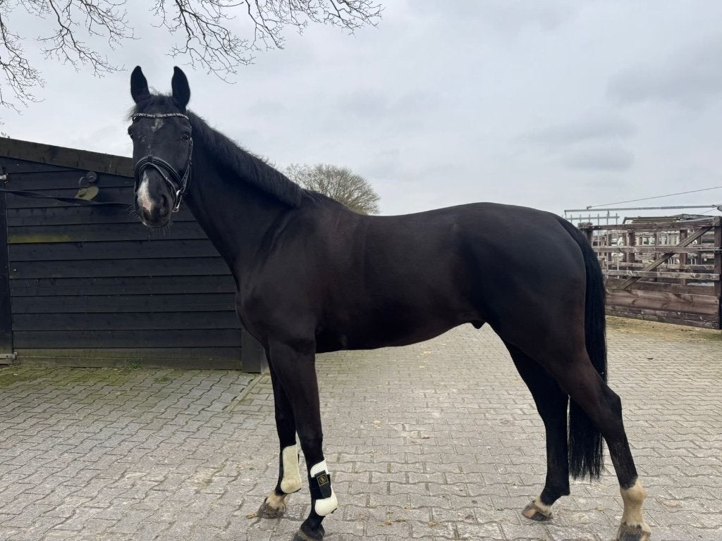 7 jarige ruin Glock's toto jt x San amour i project paard, Ruin, Dressuurpaard, 7 tot 10 jaar, 165 tot 170 cm