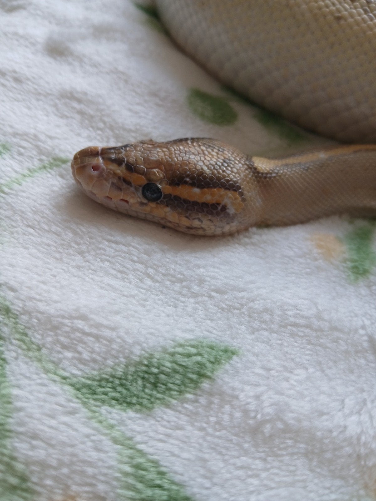 koningspython dames volwassen Ball Python photo 8