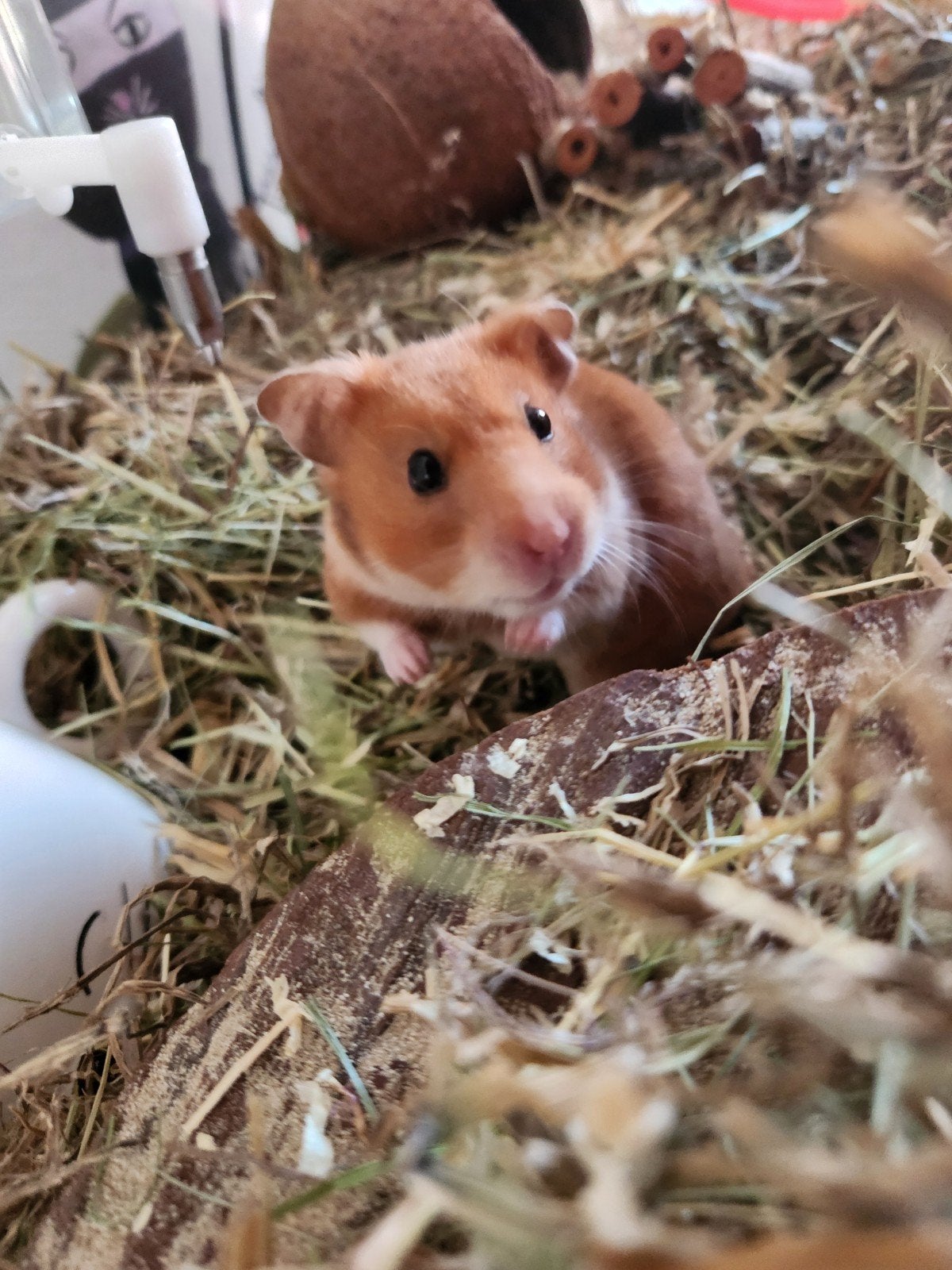 Lieve handtamme goudhamster zoekt een nieuw thuis, Dieren en Toebehoren, Knaagdieren, Hamster, Maart, Vrouwelijk, Tam
