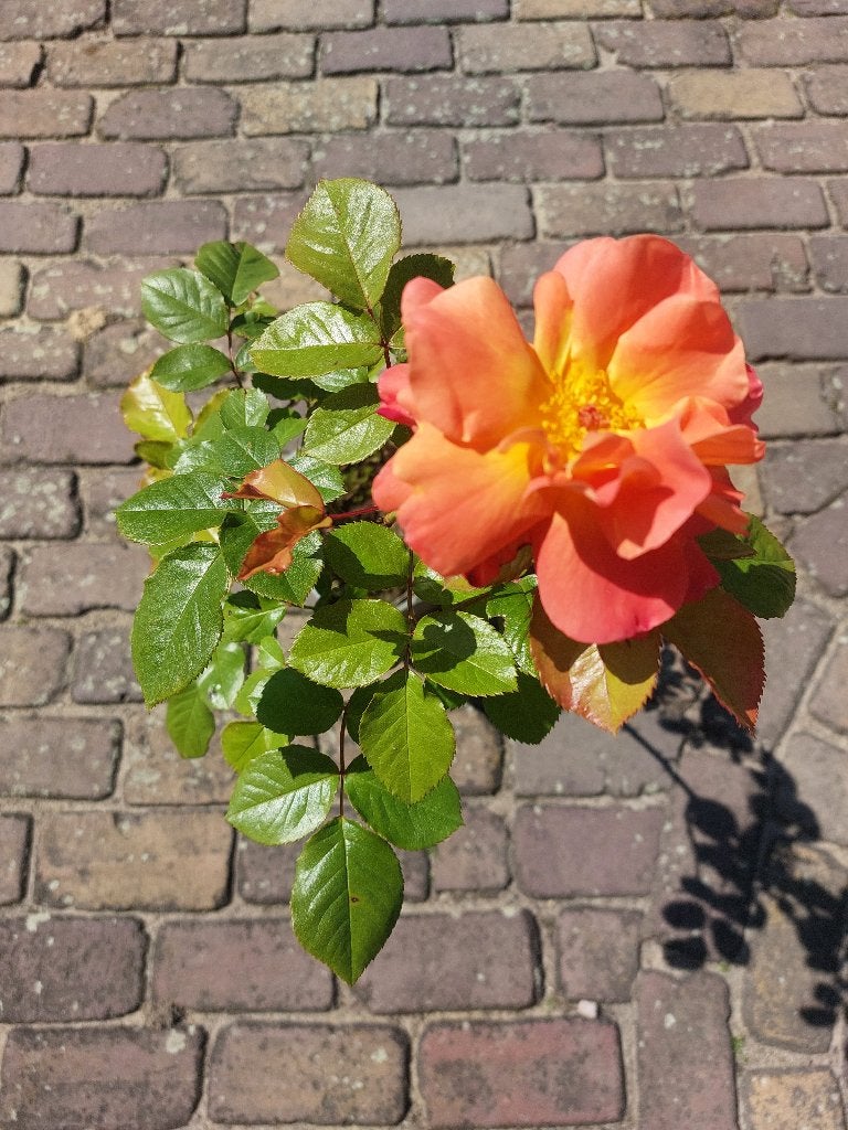 Klimroos Westerland in pot, Volle zon, Vaste plant, Ophalen of Verzenden, Klimplanten