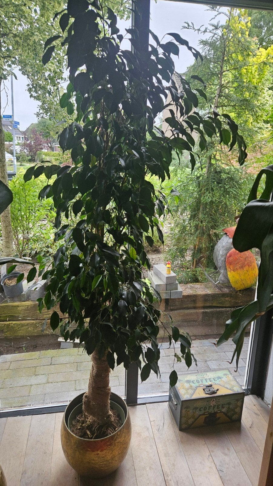 Grote Ficus Benjamina - Prachtige Kamerplant, Huis en Inrichting, Ficus, In pot, 150 tot 200 cm, Groene kamerplant