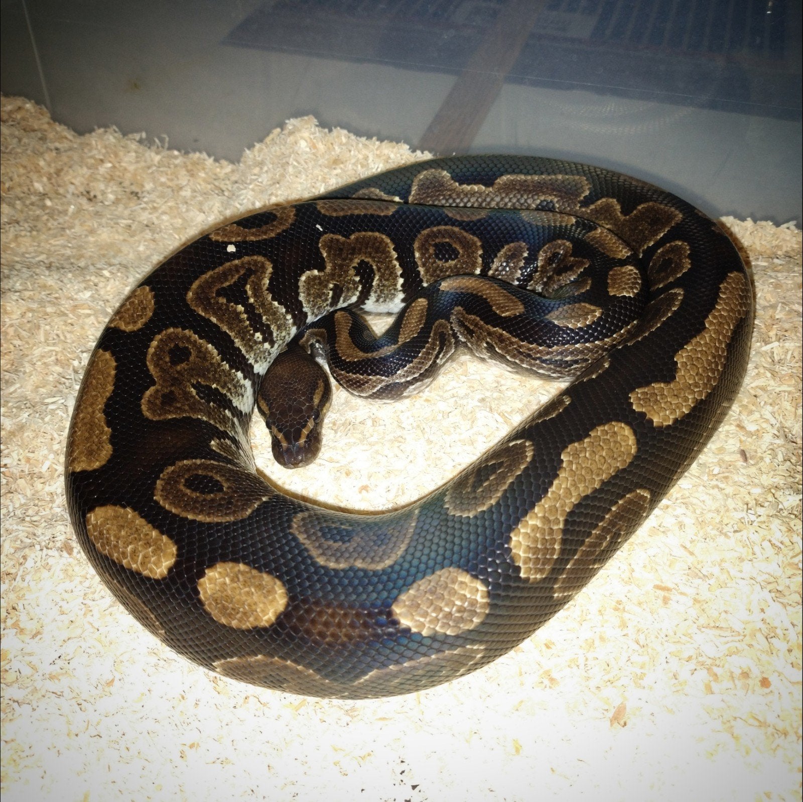 Python regius mahogany 100% het pied man, Dieren en Toebehoren, Slang, 3 tot 6 jaar