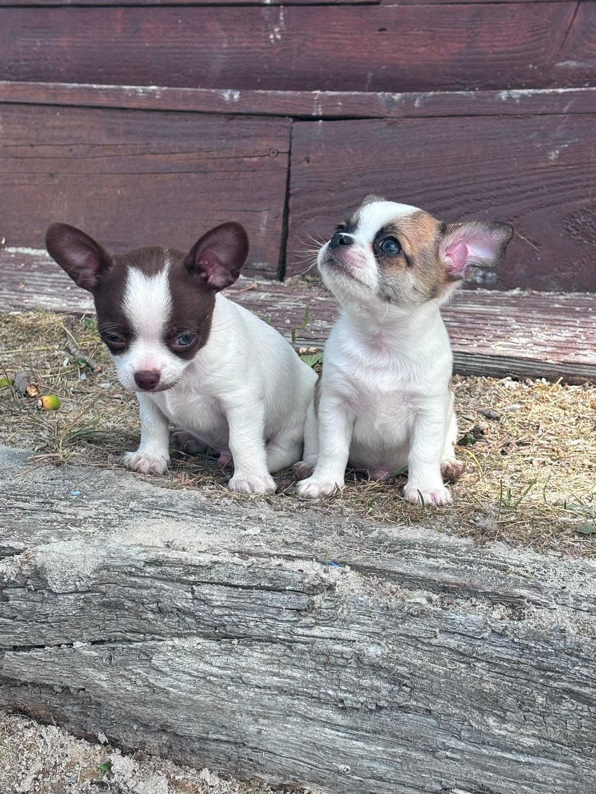 Twee puppy  Chihuahua’s, Reu, 8 tot 15 weken, Meerdere, Chihuahua