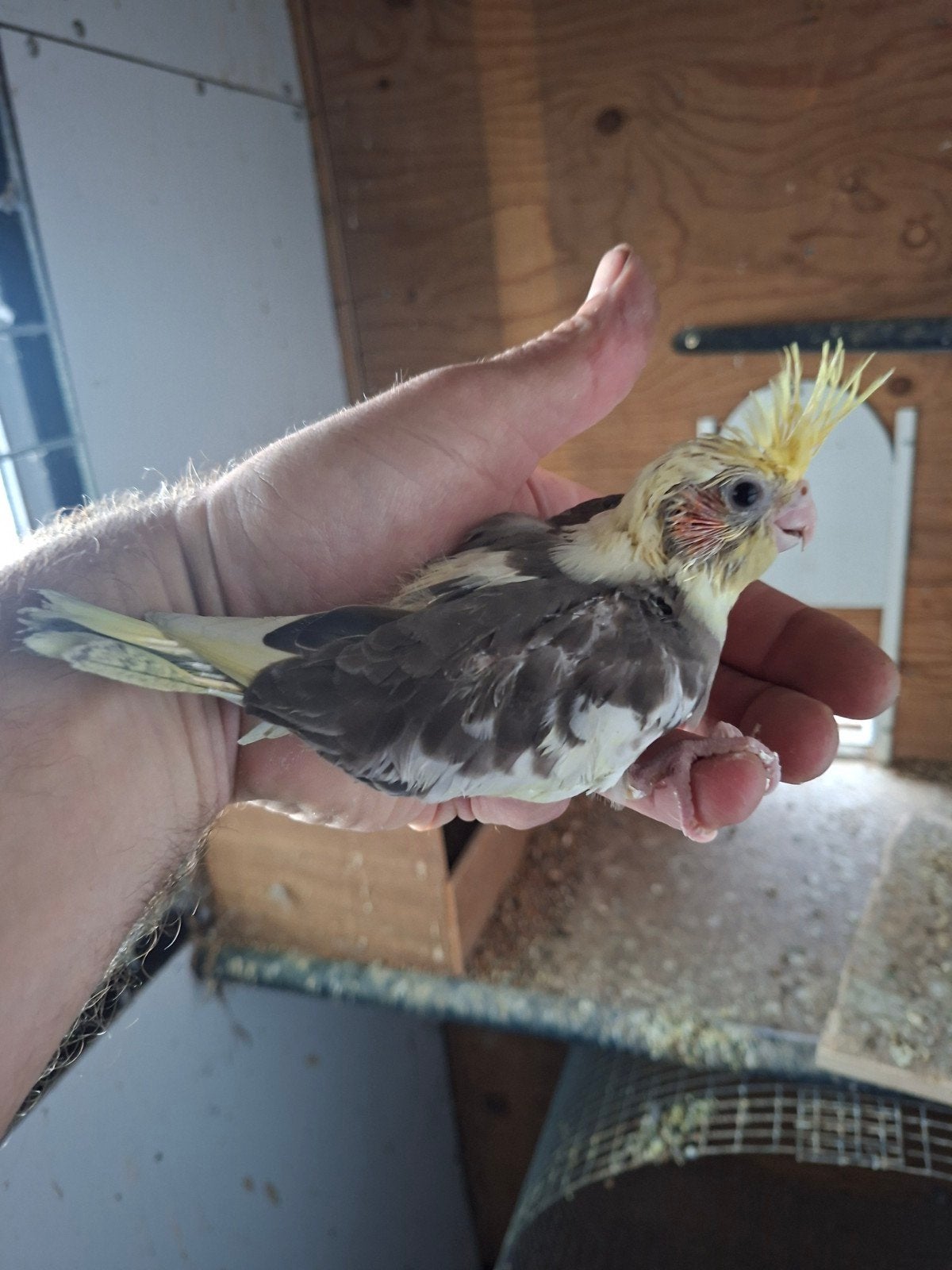 Jonge valkparkieten. Makkelijk tam te maken, Dieren en Toebehoren, Meerdere dieren, Parkiet
