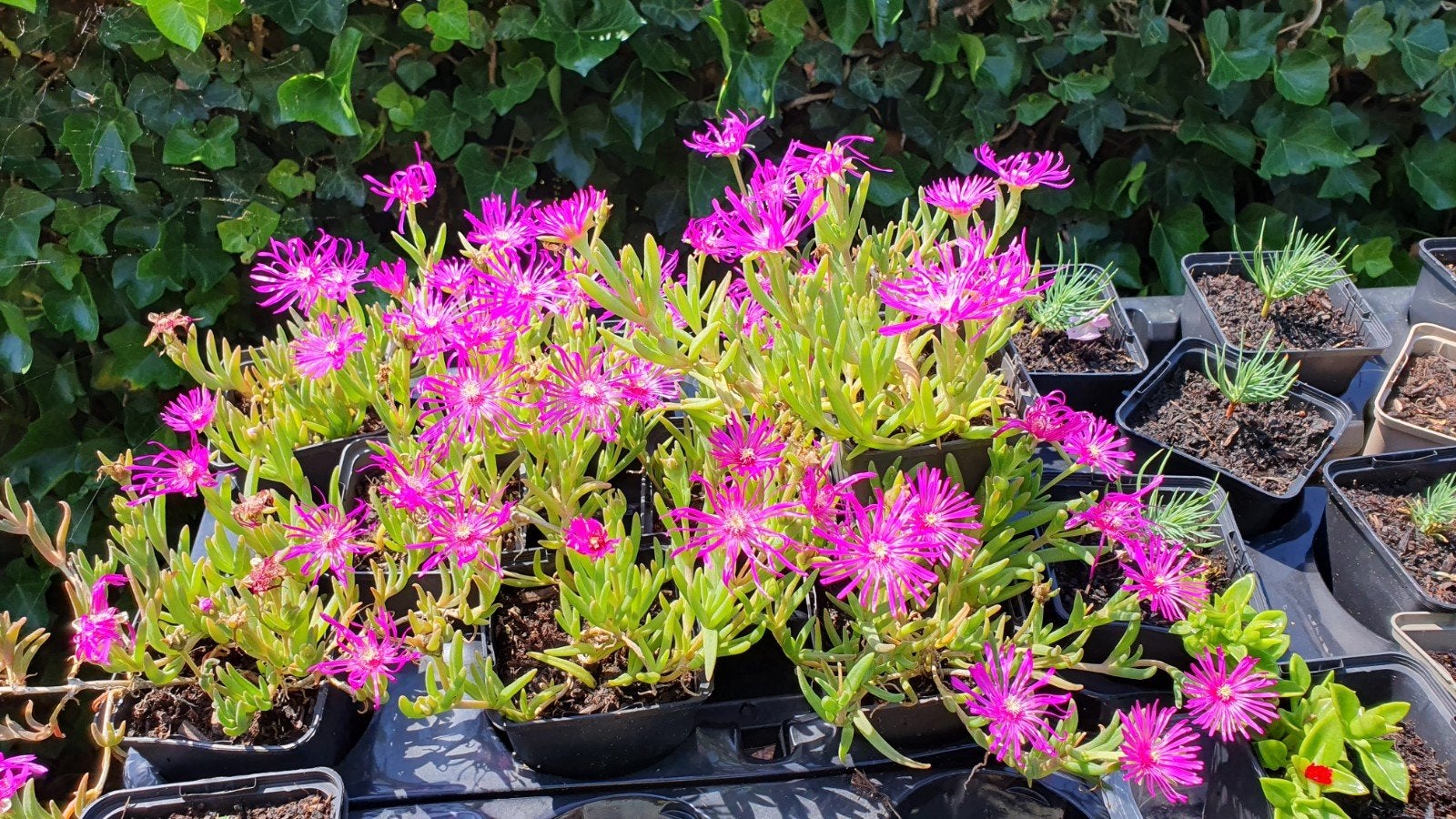 Stekken stekje  ijsbloem, Ophalen, Overige soorten, Volle zon