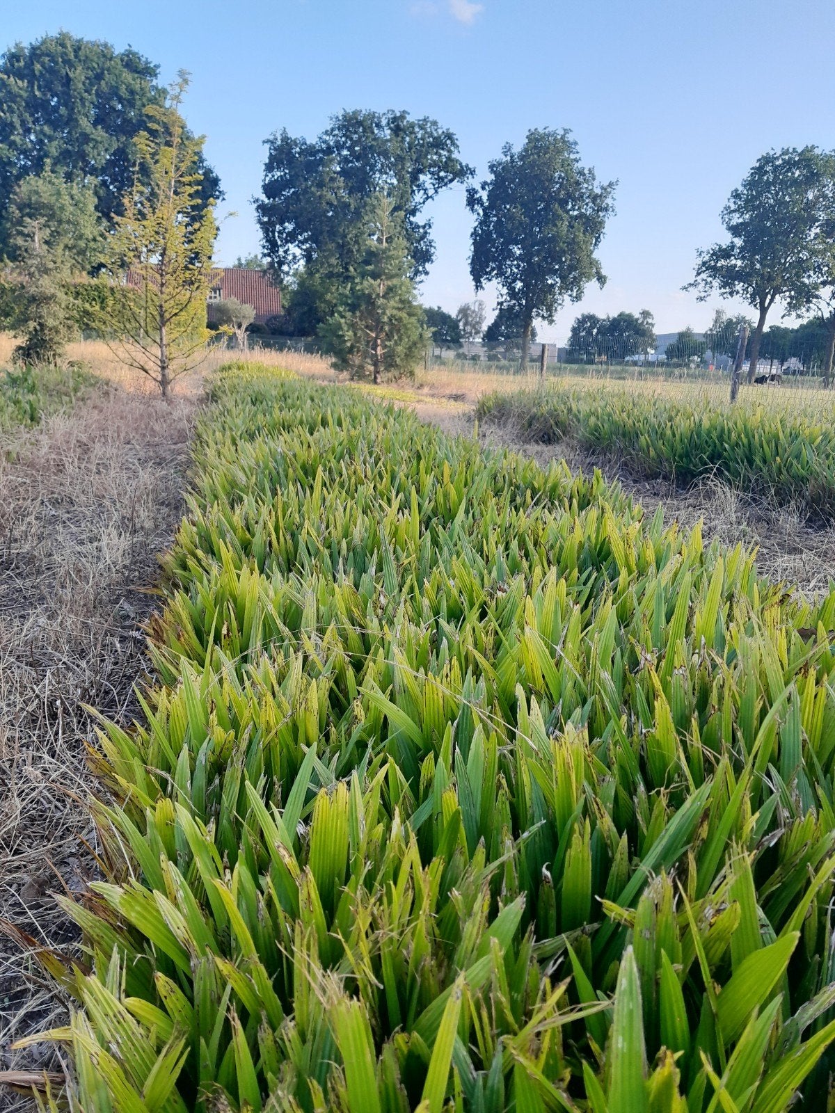 Zaailingen trachycarpus palmbomen, Ophalen of Verzenden, Overige soorten, Volle zon