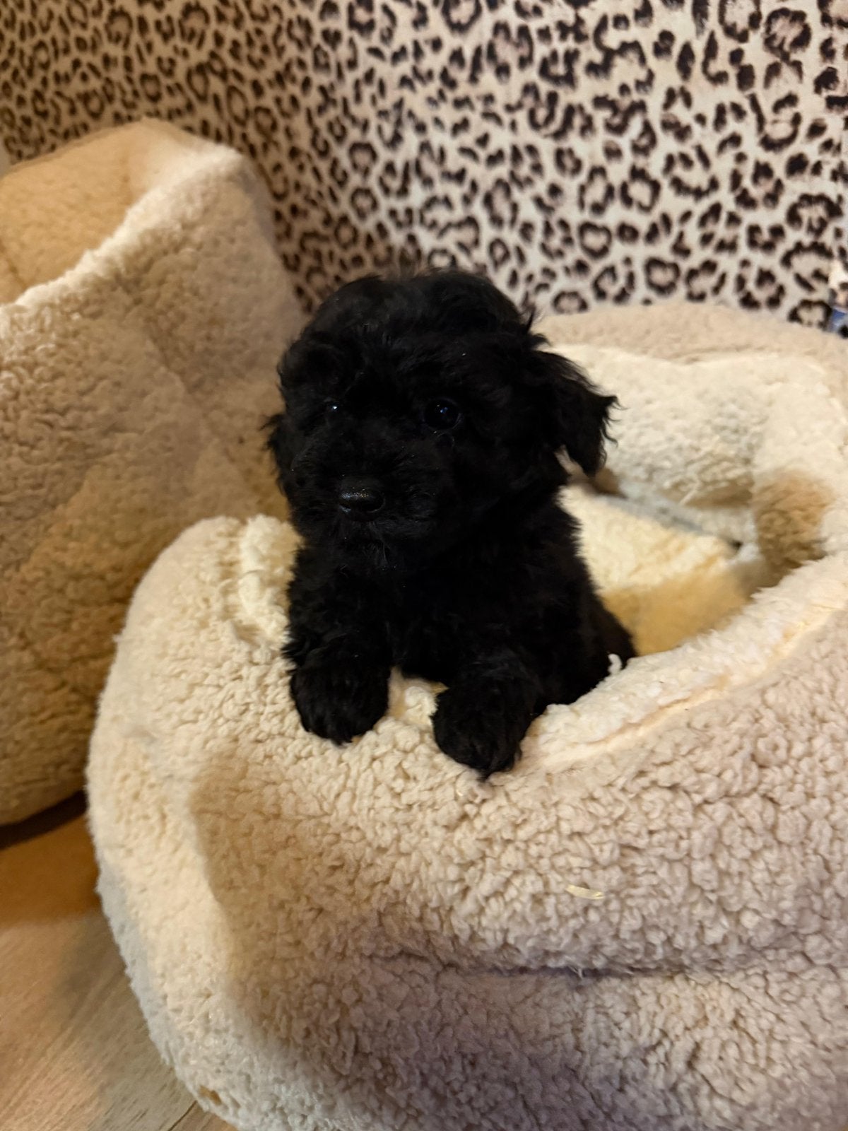 Maltipoo pups, maltipoo x toy poedel, Nederland, Overige rassen, CDV (hondenziekte), 8 tot 15 weken