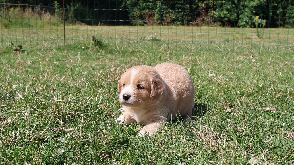 Wij hebben hele knappe labrador pups te koop, Parvo, Nederland, 8 tot 15 weken, Labrador retriever
