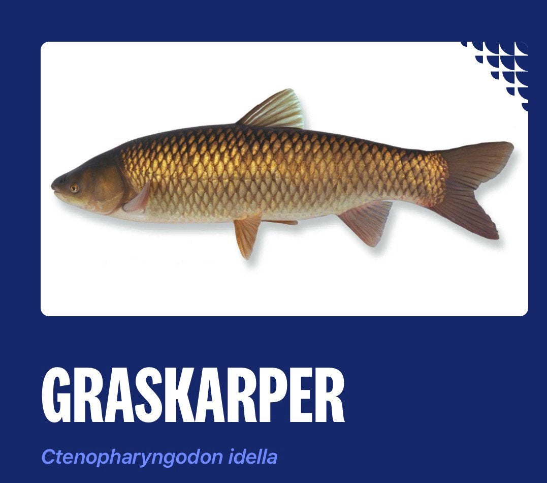 Gezocht: graskaper(s), Dieren en Toebehoren, Karper of Koi