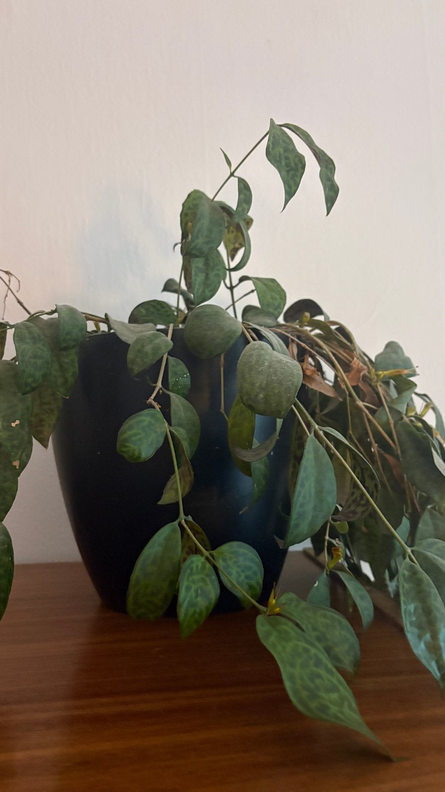 Gratis hangplant in pot, Ophalen, Overige soorten, Halfschaduw, In pot