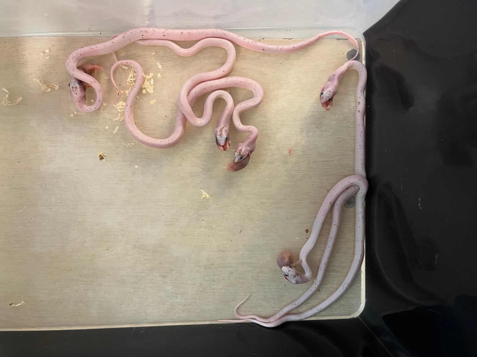 0.0.5 palmetto tessera het caramel guttatus Corn Snake photo 3