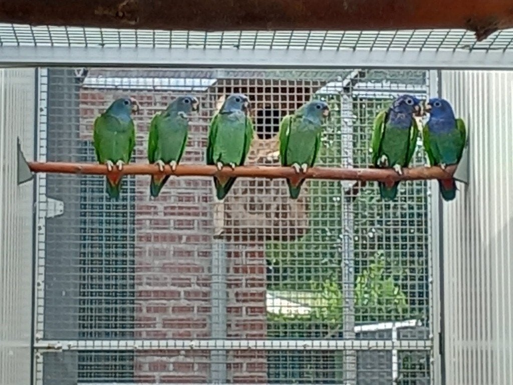 Zwartoor-papegaaien/Pionus Menstruus., Meerdere dieren, Papegaai, Geringd