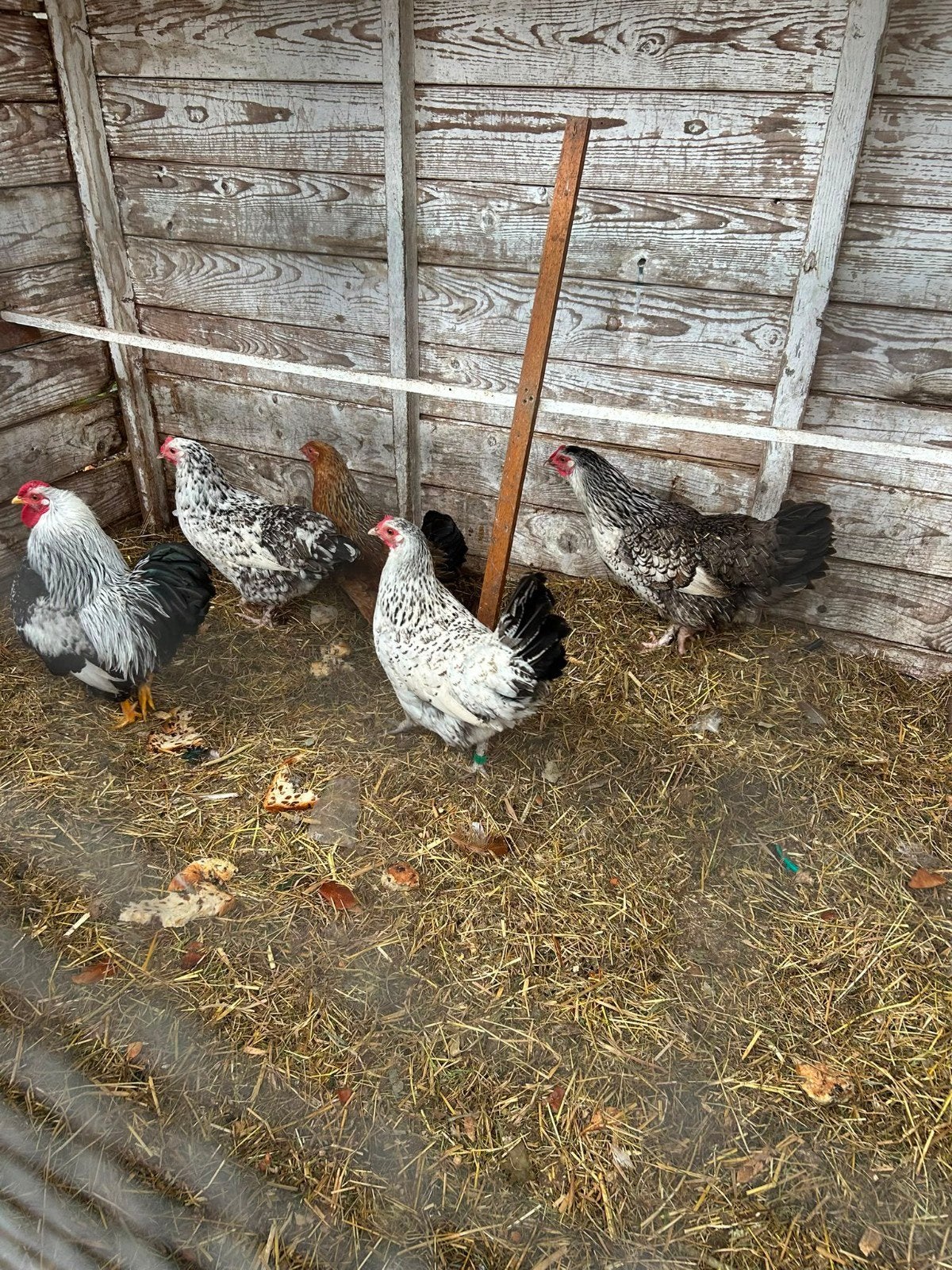 3 leuke Krielkippen + haantje, Dieren en Toebehoren, Pluimvee, Vrouwelijk, Kip