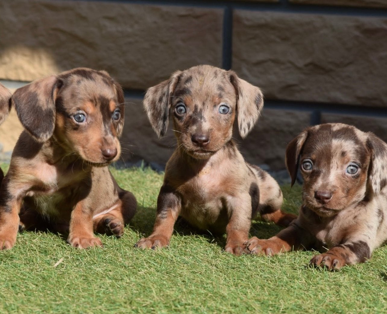 😍Prachtige teckel pups  😍, Dieren en Toebehoren, Honden | Teckels en Dashonden, 8 tot 15 weken, Dwerg, Langhaar, Meerdere