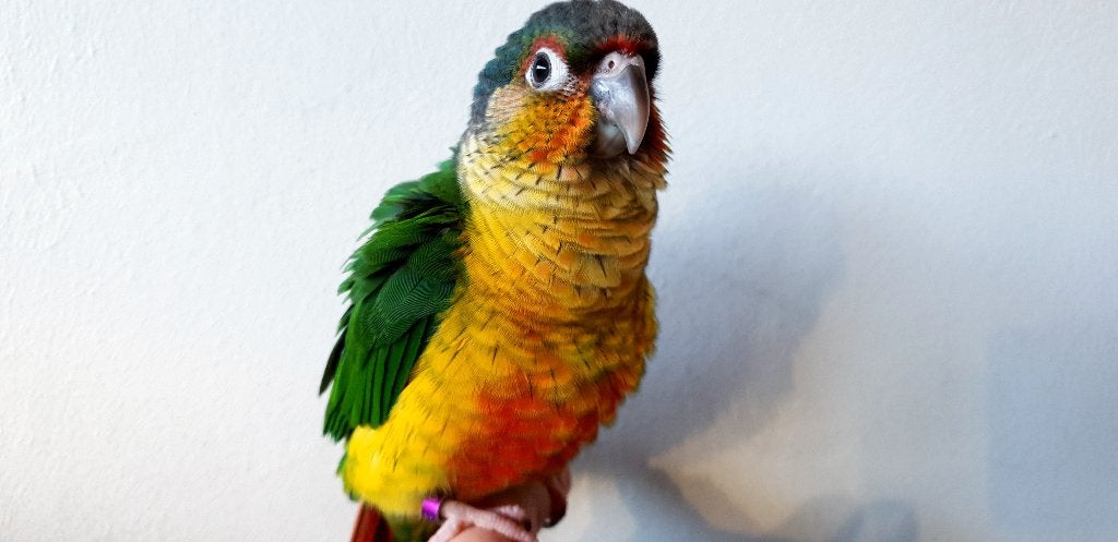 Jonge Baby Pyrrhura´s | Handtam | Nieuwsgierig | Div. Kleure, Dieren en Toebehoren, Vogels | Parkieten en Papegaaien, Meerdere dieren
