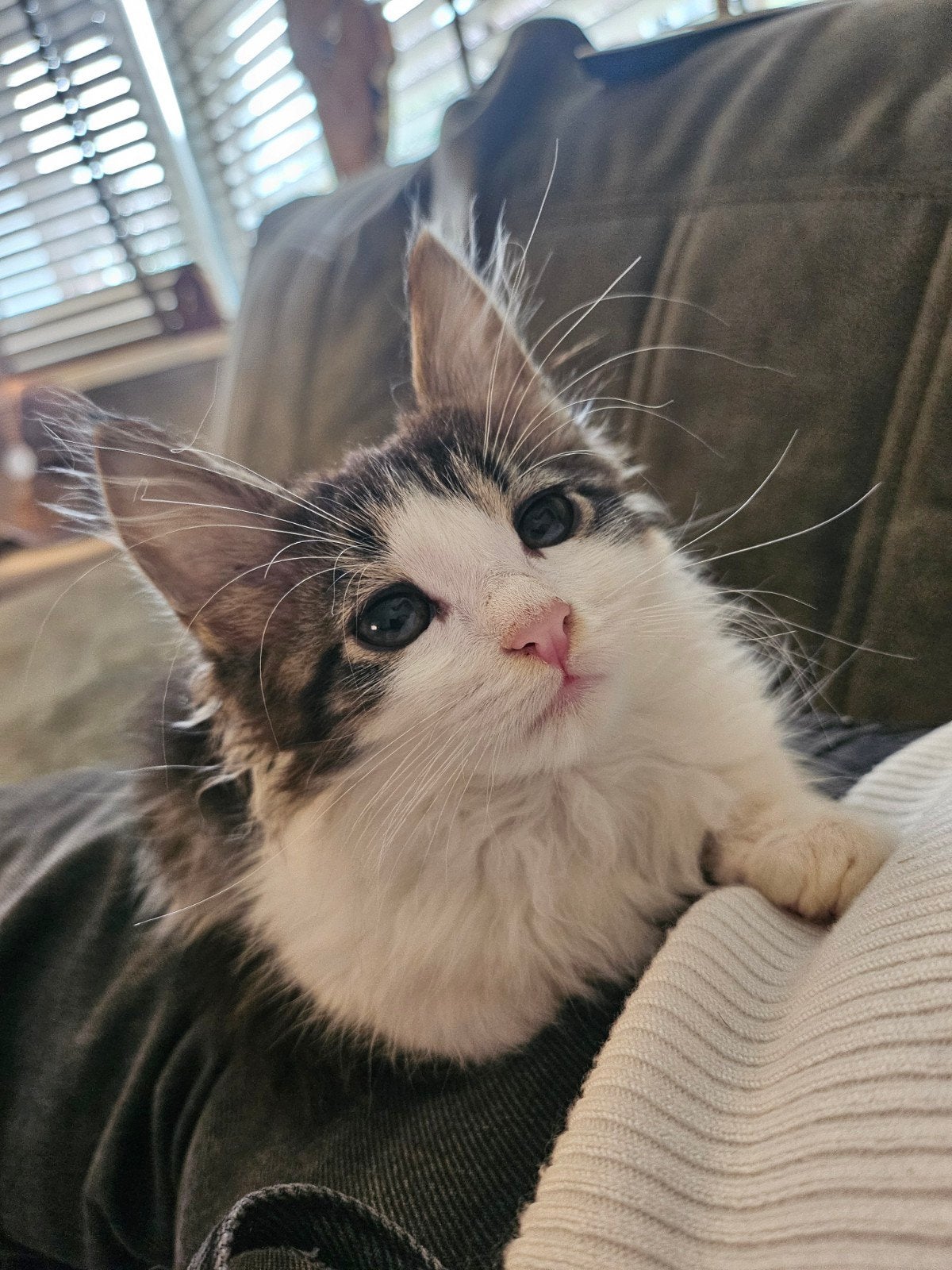 maine coone mix kittens, Kater, Langharig, 0 tot 2 jaar