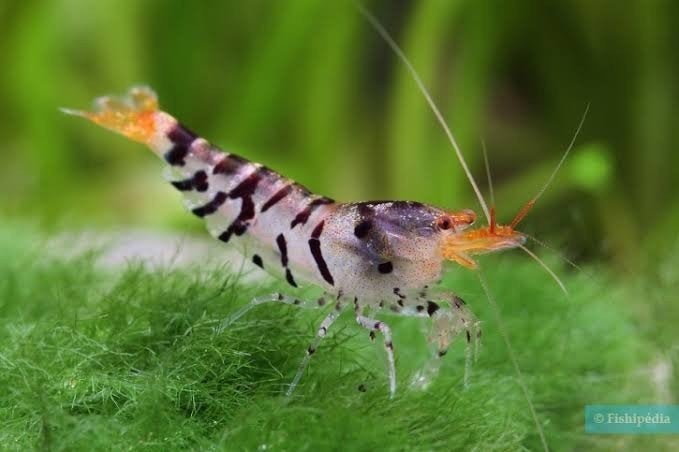 Caridina mariae “Super Tiger“ shrimp op kraanwater, Kreeft, Krab of Garnaal, Zoetwatervis, Schoolvis
