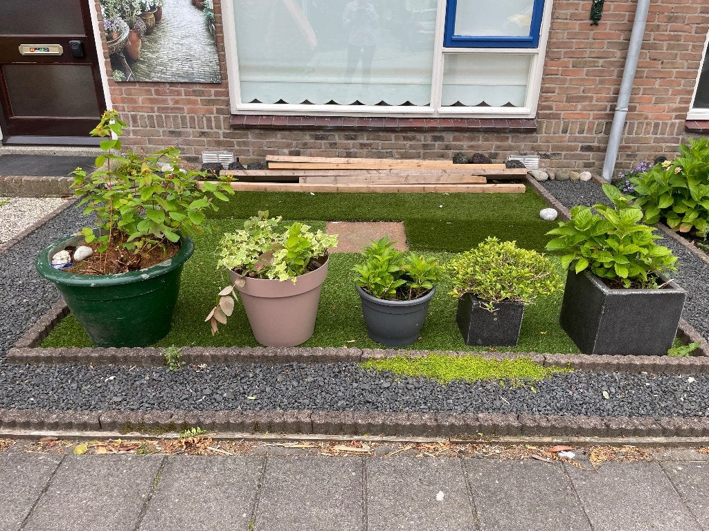 Gratis plant met pot, Vaste plant, Bloeit niet, Halfschaduw, Ophalen