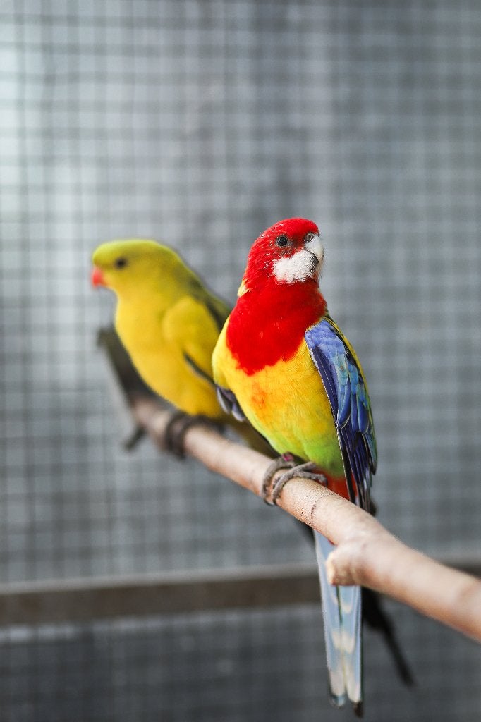 Rosella's | bijzondere vogels, Meerdere dieren, Parkiet