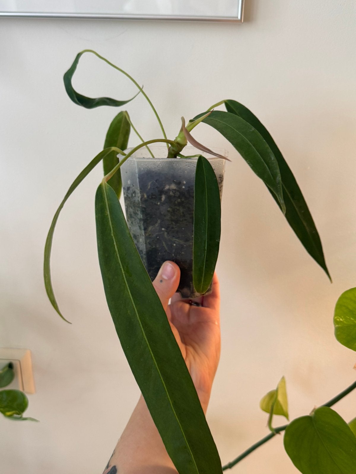 Anthurium Wendlingeri, Huis en Inrichting, Kamerplanten, Ophalen of Verzenden, Halfschaduw, Minder dan 100 cm