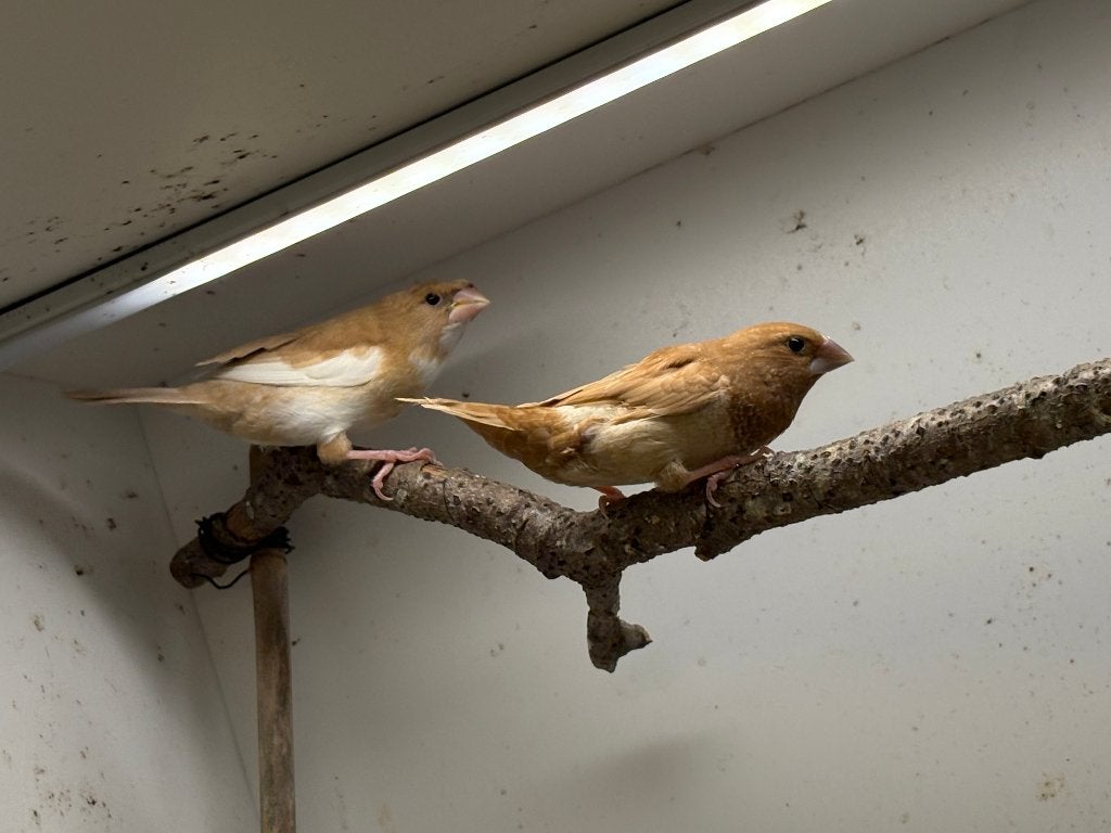 Japanse meeuwtjes, koppel + 2 jonge poppen, Dieren en Toebehoren, Meerdere dieren, Tropenvogel