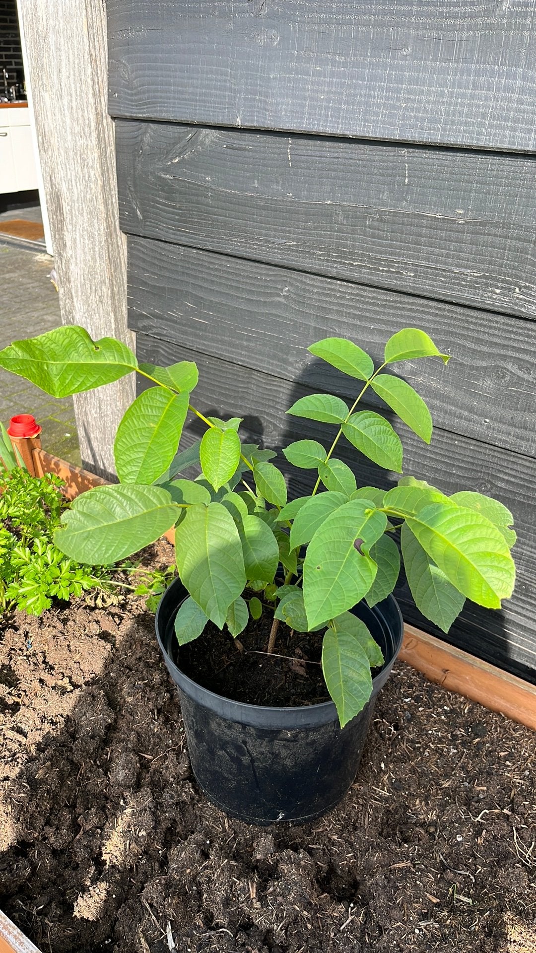 Eenjarige walnotenboompjes, Tuin en Terras, Ophalen, Vaste plant, Overige soorten, Volle zon