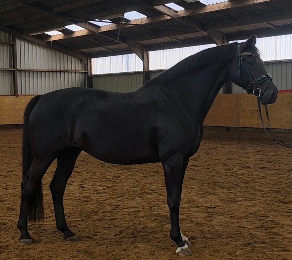 Knappie, Dieren en Toebehoren, Paarden, Merrie, Z, 165 tot 170 cm, 7 tot 10 jaar, Dressuurpaard, Met stamboom, Gechipt, Ontwormd