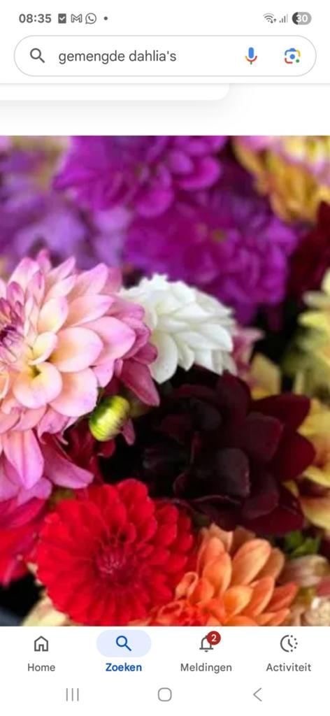 Prachtige Gemengde Dahlia's - Diverse Kleuren, Tuin en Terras, Bloembollen en Zaden, Knol, Voorjaar, Volle zon, Ophalen of Verzenden