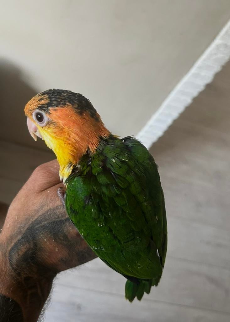 Half tamme roestkop caique 2026, Dieren en Toebehoren, Geslacht onbekend, Papegaai, Geringd