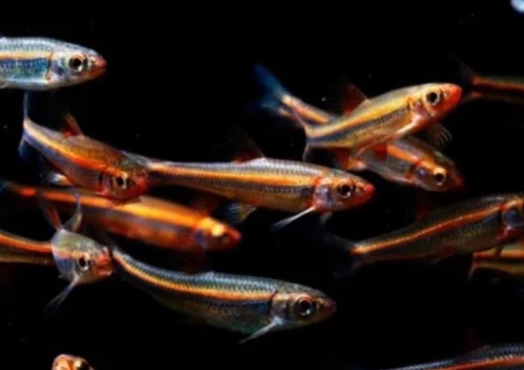 Notropis chrosomus – Rainbowshiner 3-4 cm, Vis, Zoetwatervis, Schoolvis