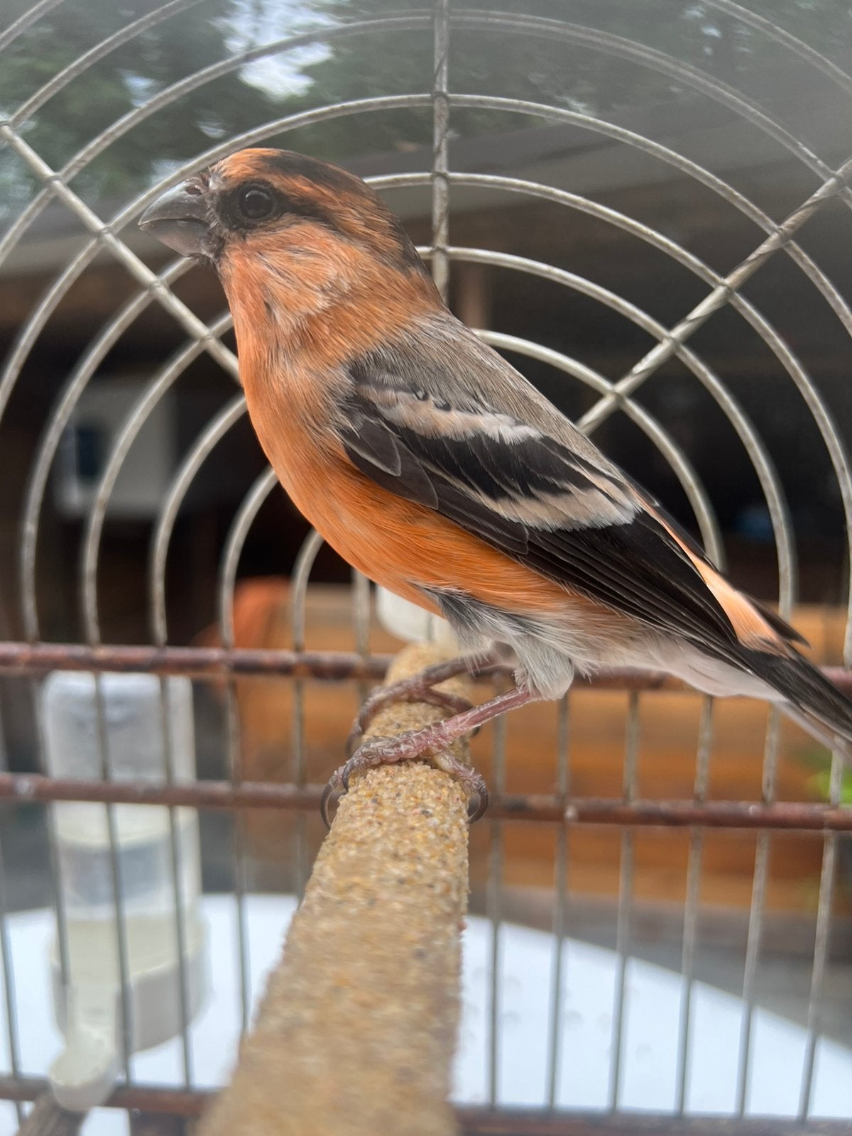 Super mooie bastaard goudvink x roodmus, Dieren en Toebehoren, Mannelijk, Wildzangvogel, Geringd