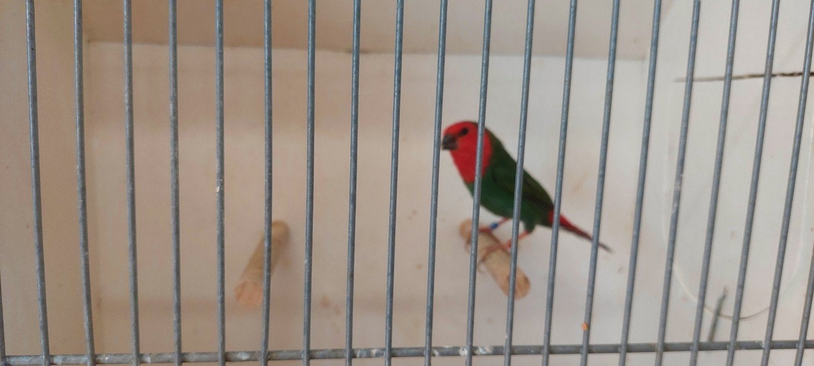roodkoppapegaaiamadine, Dieren en Toebehoren, Vogels | Overige Vogels, Mannelijk, Geringd