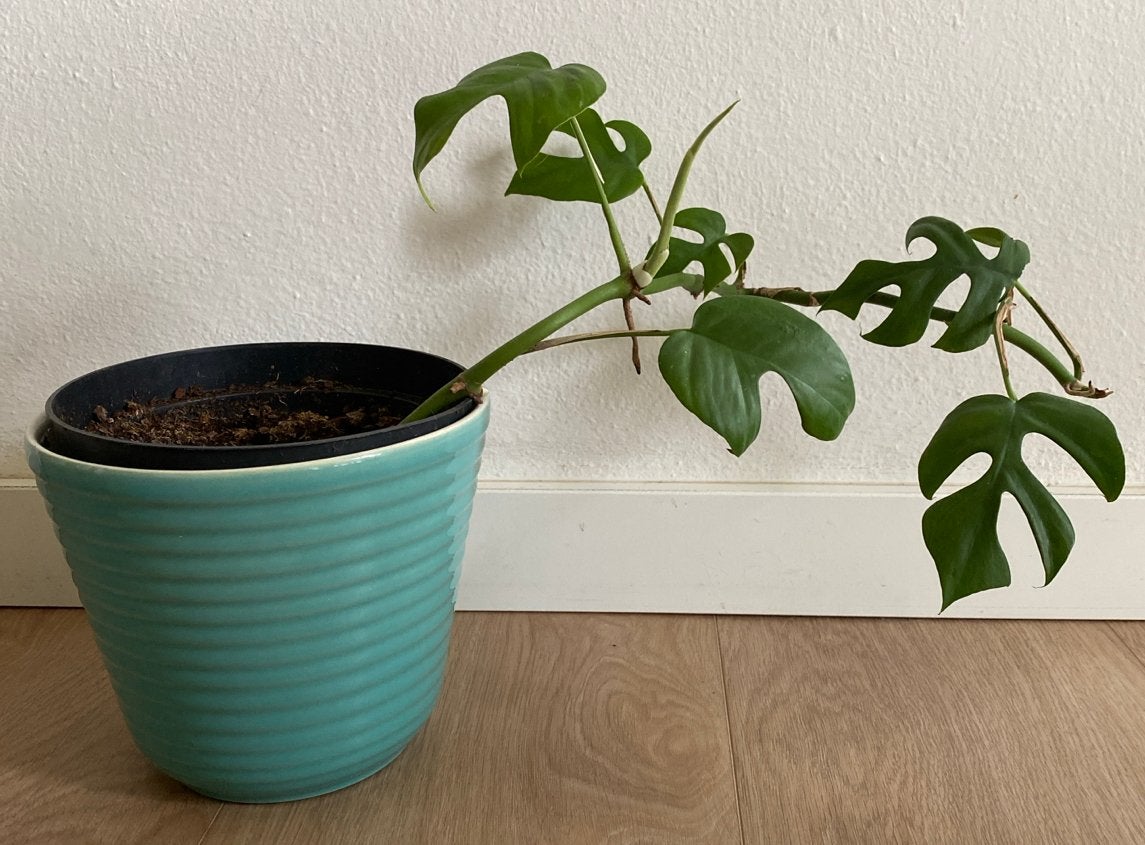 Monstera Minima stek - Rhaphidophora Tetrasperma (no.3), Huis en Inrichting, Ophalen, Overige soorten, Halfschaduw, Minder dan 100 cm