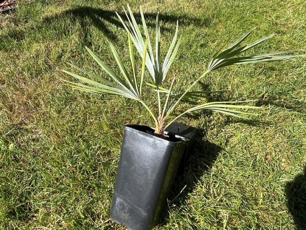 Trachycarpus princeps x wagnerianus., Ophalen of Verzenden, Lente, Minder dan 100 cm, Palmboom