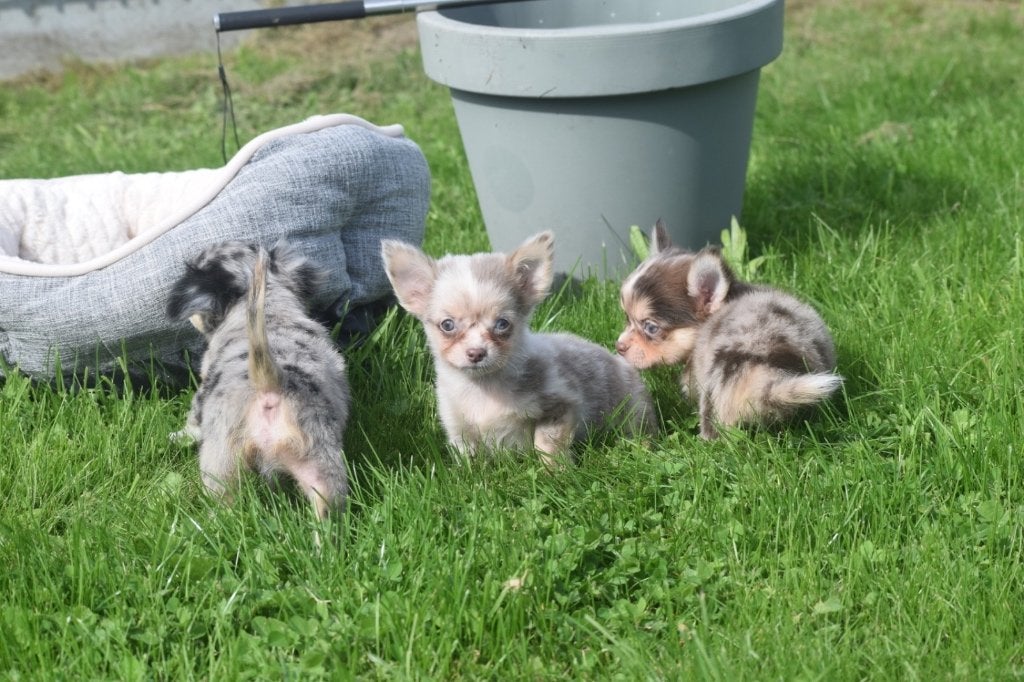 Chihuahua pups klein blijvend, 15 weken tot 1 jaar, Buitenland, Meerdere, Meerdere dieren