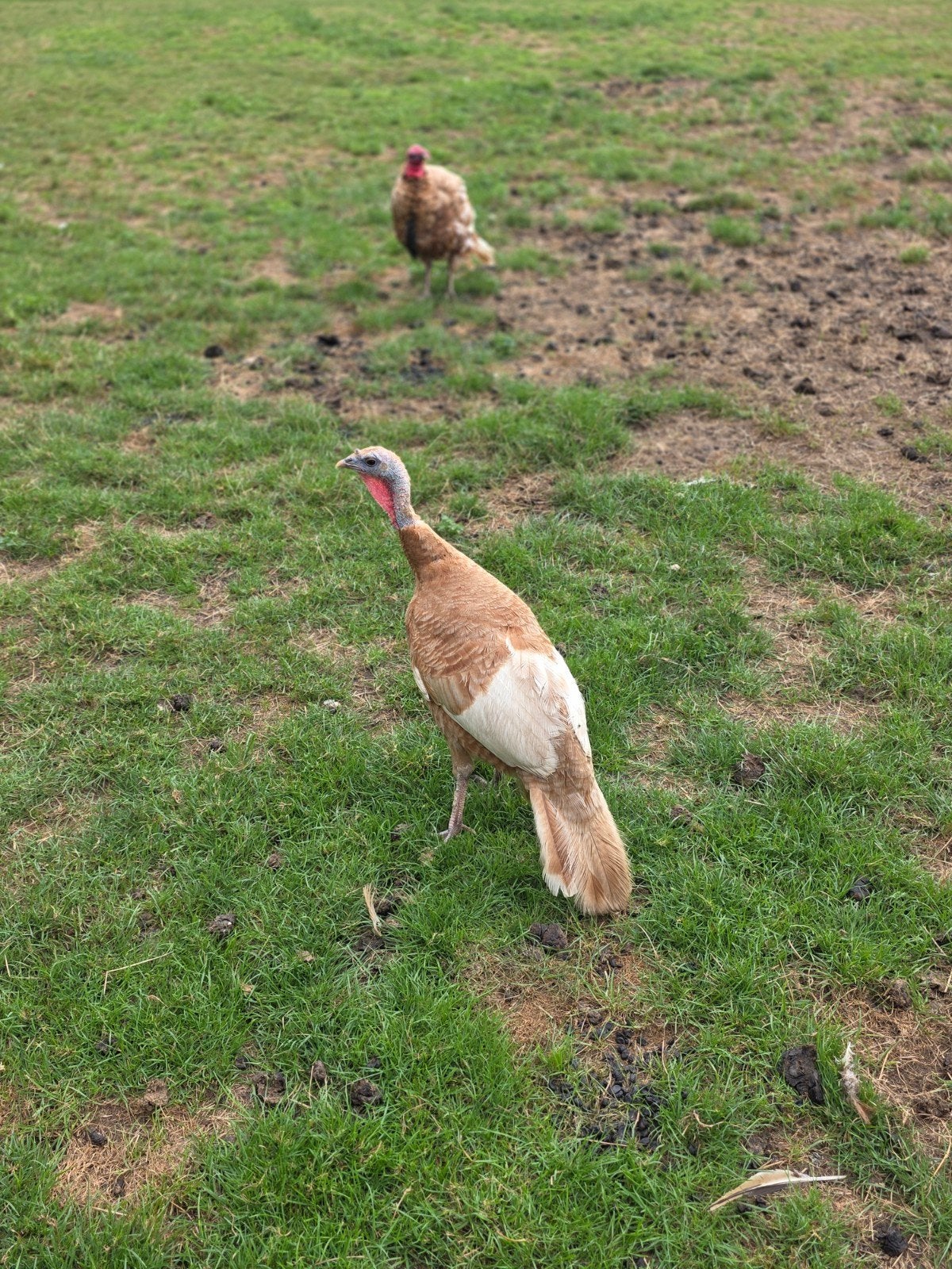 rode bourbon kalkoenkuikens, Dieren en Toebehoren, Pluimvee, Meerdere dieren, Kalkoen
