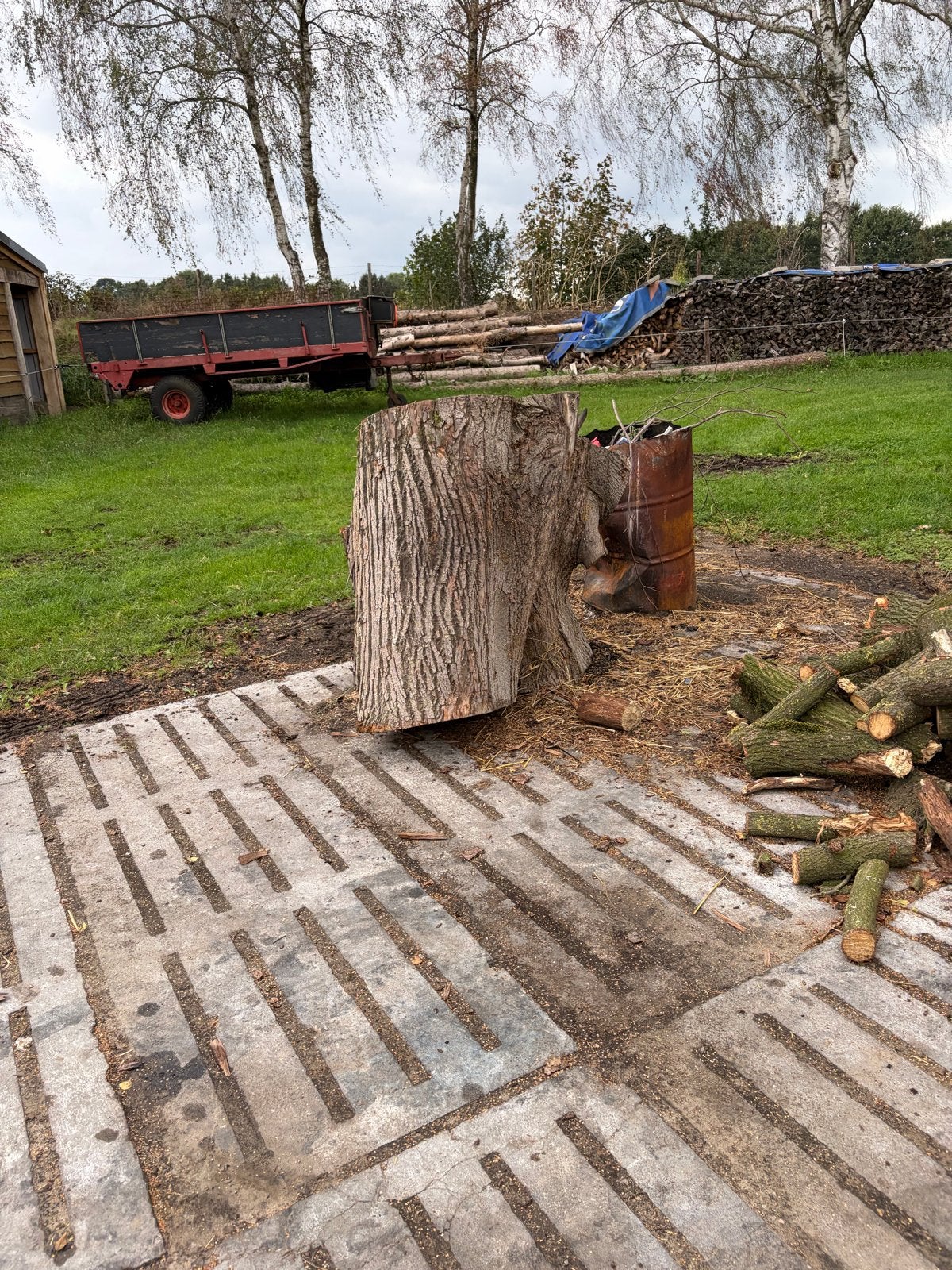Grote stam  linden hout en 2 puisten voor stookhout, 6 m³ of meer, Ophalen, Eikenhout, Stammen