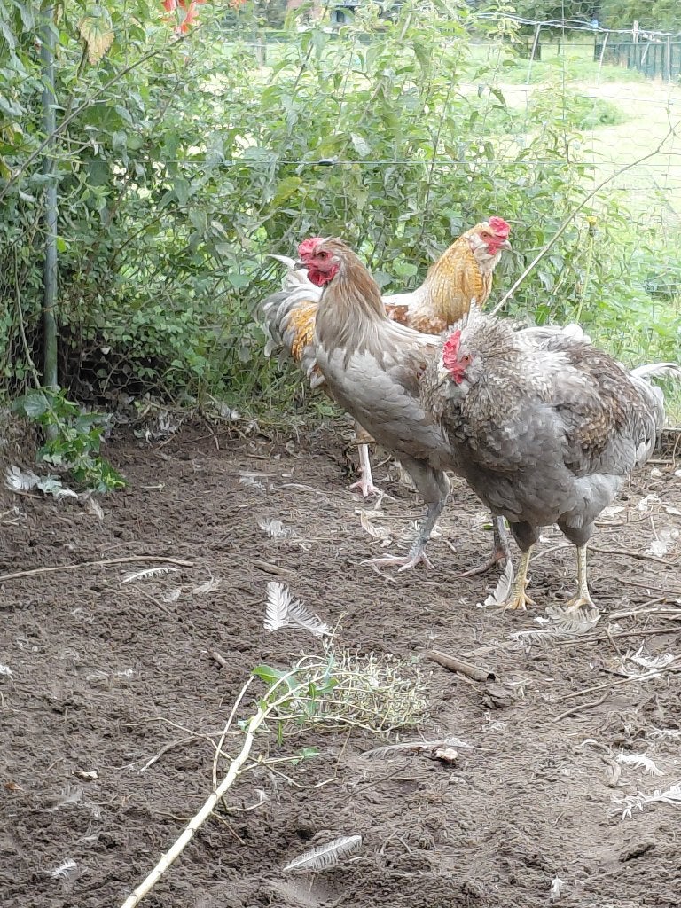 Aracouna hanen, Dieren en Toebehoren, Pluimvee, Mannelijk, Kip
