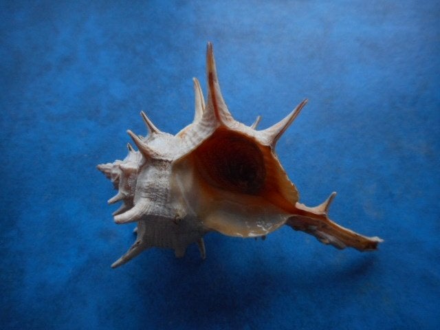 Schelpen: Murex brandaris L. f++/gem 40-50mm+, Ophalen of Verzenden, Schelp(en)