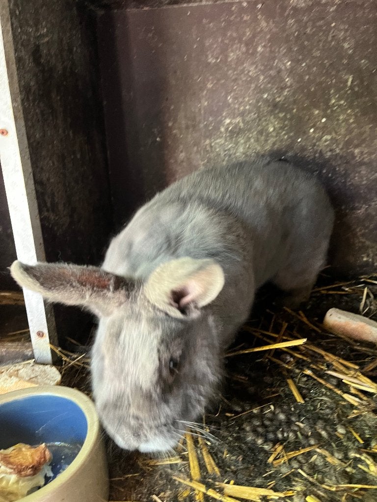 Blauwe wener voedster, Dieren en Toebehoren, Vrouwelijk, Groot, 0 tot 2 jaar