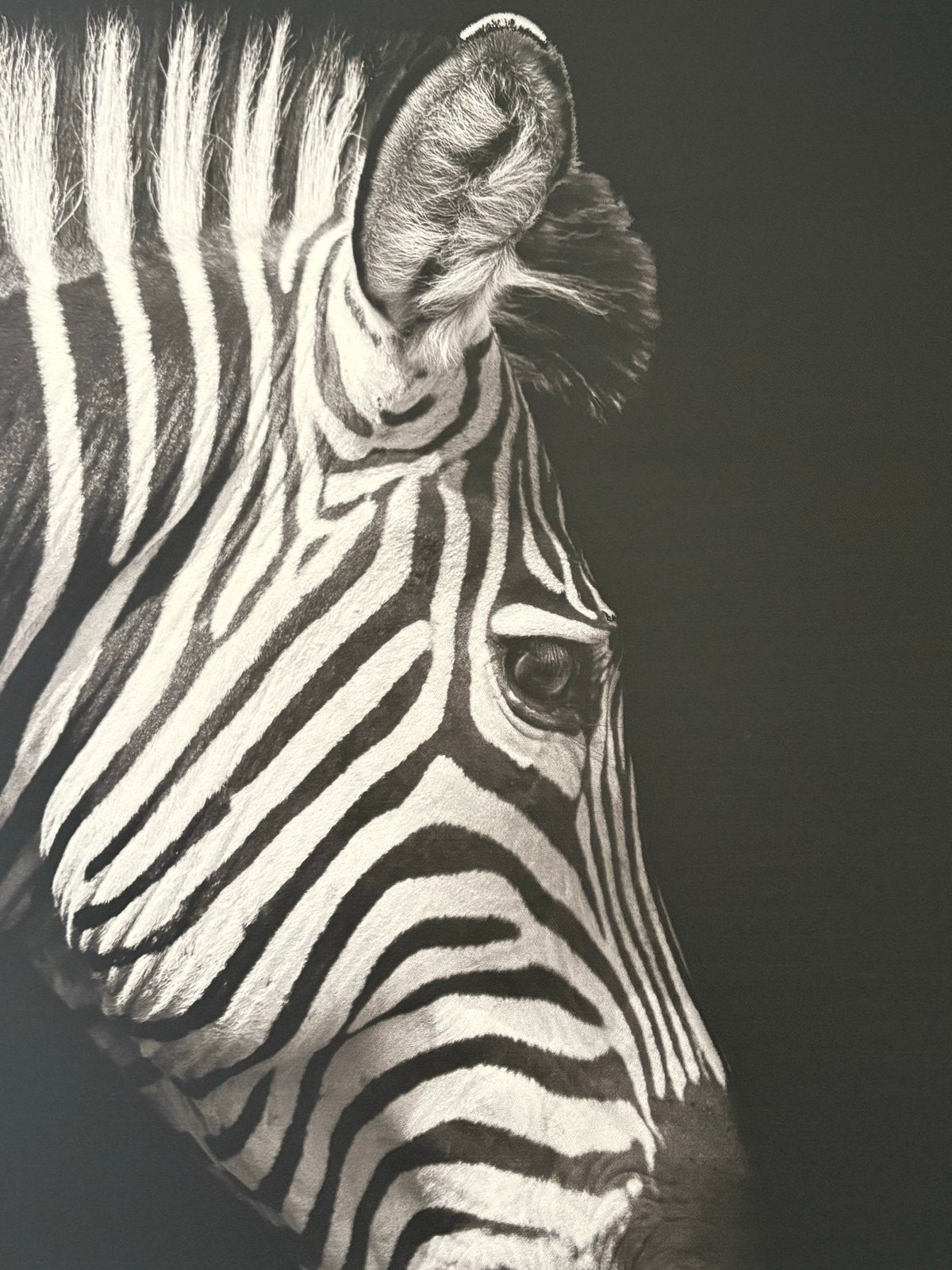 Canvasdoek Zebra Zwart-Wit 70x70 cm, Huis en Inrichting, Ophalen, 50 – 75, 50 tot 75 cm, Print