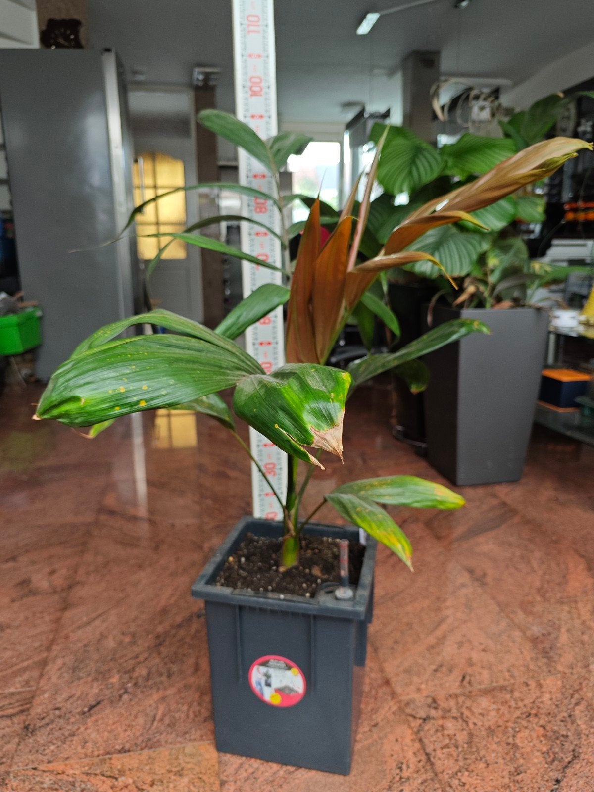 Chambeyronia macrocarpa (Melon), Huis en Inrichting, Palm, In pot, Minder dan 100 cm, Groene kamerplant