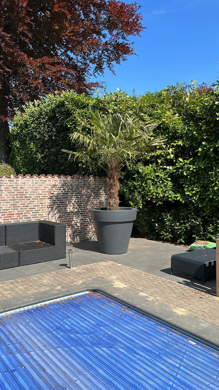 Palmboom inclusief pot, 100 tot 250 cm, Zomer, Palmboom, Ophalen