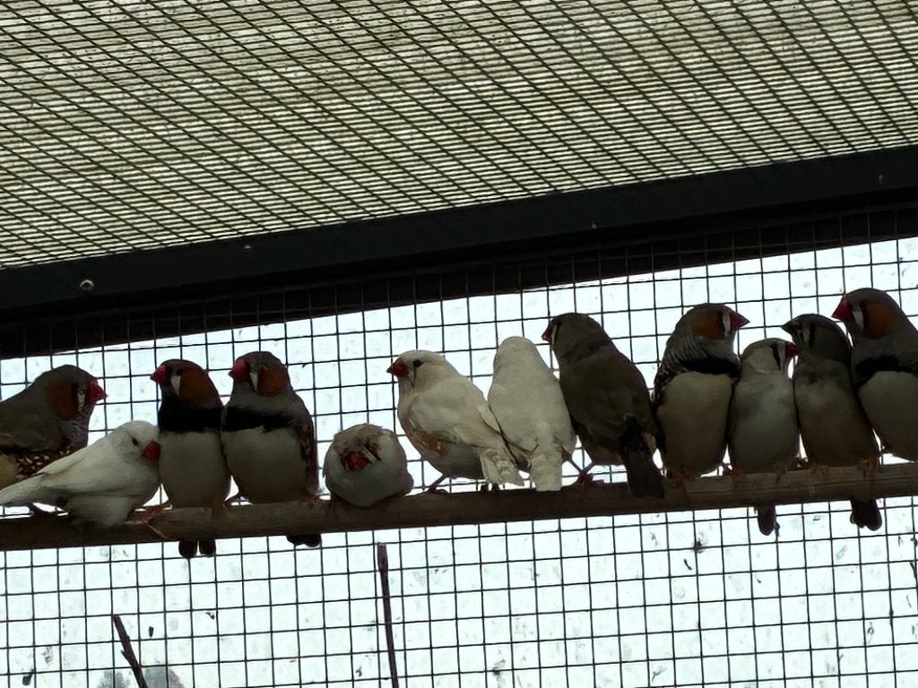 zebravinken (drie of vier stelletjes), Dieren en Toebehoren, Meerdere dieren, Tropenvogel